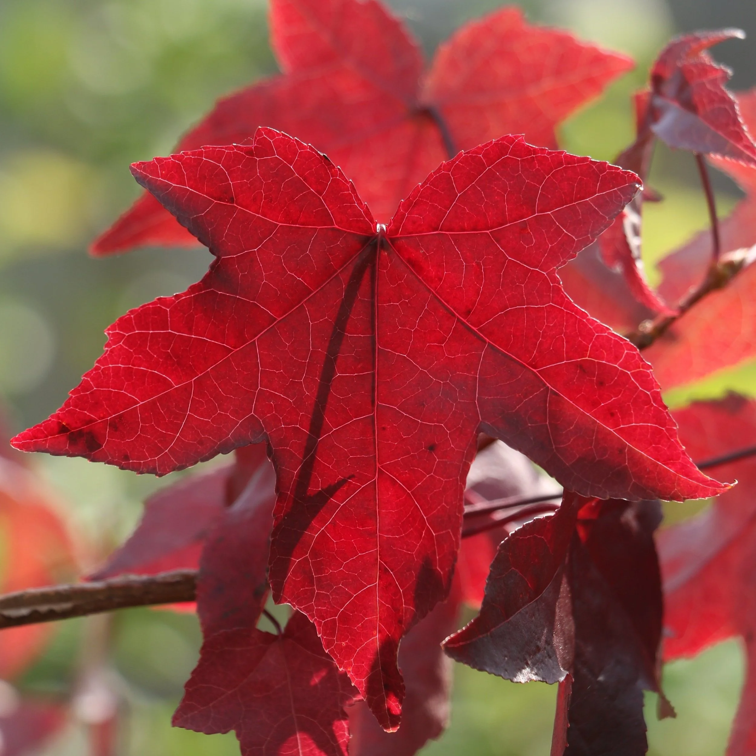 むぎゅうさ「Autumnal tints」 Red Leaf Vibrant Autumn Red Maple Leaves Sunlit Outdoors · Free Stock